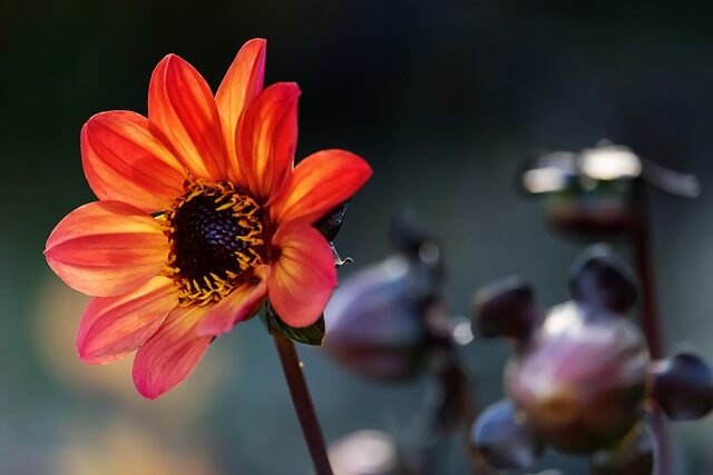 Easy Dahlia Propagation