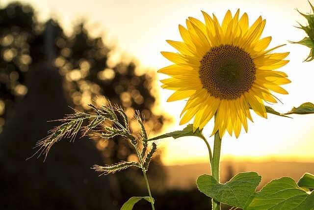 Easy-to-Grow Fast Blooming Flowers for Your Garden-Sunflower