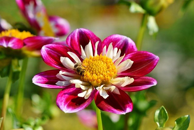 Easy-to-Grow Fast Blooming Flowers for Your Garden-Zinnia