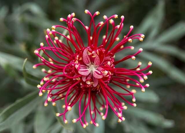 Easy-to-Grow Fast Blooming Flowers for Your Garden-Spider Flower