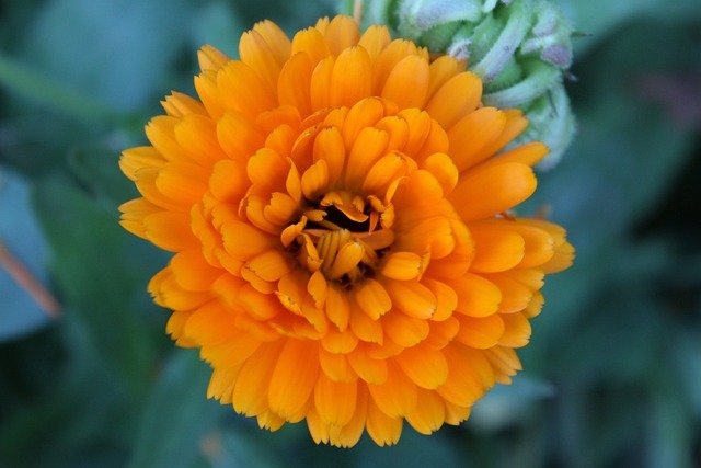 Easy-to-Grow Fast Blooming Flowers for Your Garden-Marigolds