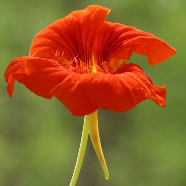 Easy-to-Grow Fast Blooming Flowers for Your Garden-Nasturtium