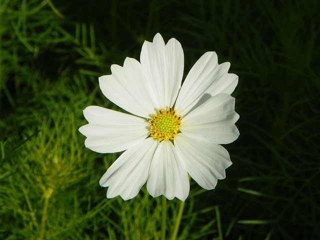 Easy-to-Grow Fast Blooming Flowers for Your Garden-Cosmos