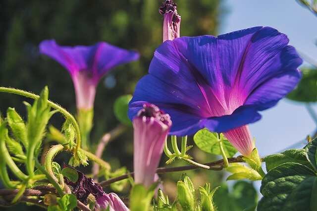 Easy-to-Grow Fast Blooming Flowers for Your Garden-Morning Glory