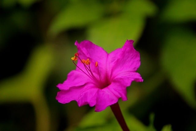 Easy-to-Grow Fast Blooming Flowers for Your Garden-Four O’Clock