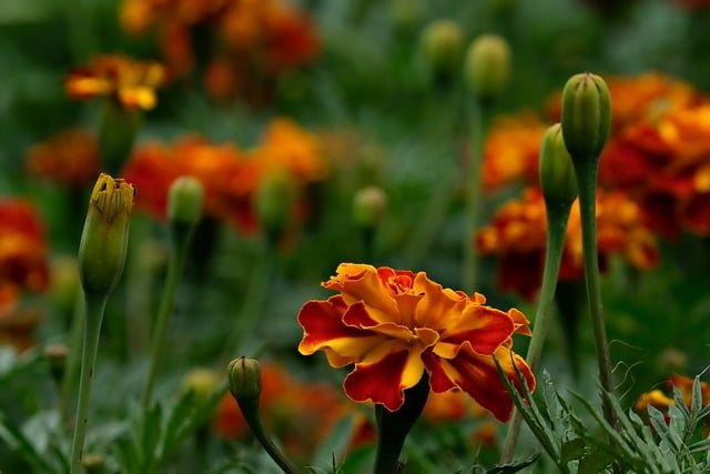 Effortless Outdoor Blooms-marigolds