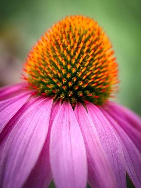 Effortless Outdoor Blooms