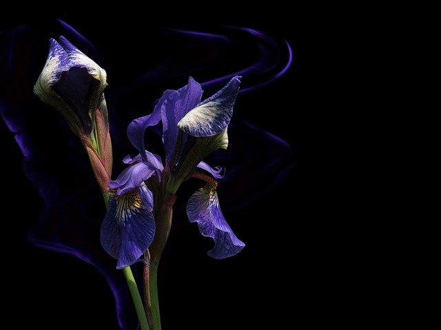 Effortless Outdoor Blooms-Siberian Iris