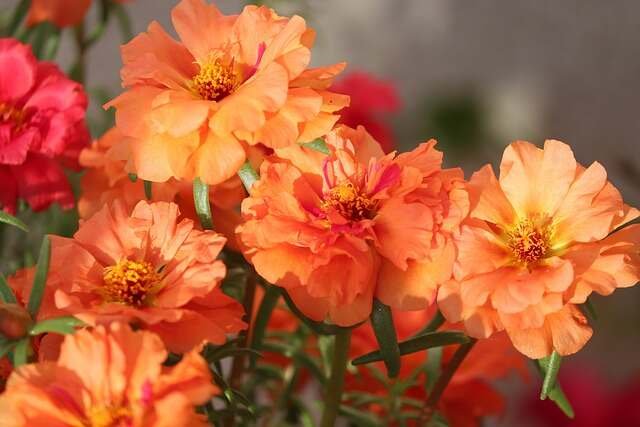 Effortless Outdoor Blooms-Portulaca