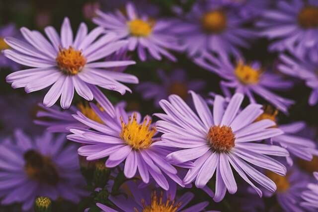 Effortless Outdoor Blooms-aster