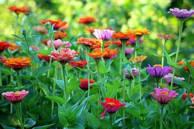 Effortless Outdoor Blooms-Zinnias