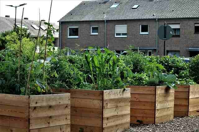 Exciting Plant Combinations for Your Raised Beds