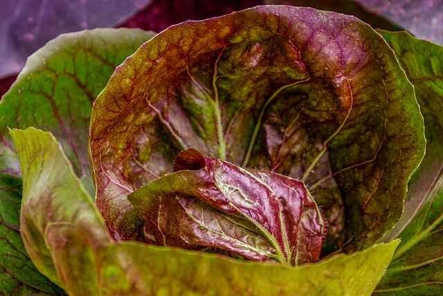 Exciting Plant Combinations for Your Raised Beds-cabbage