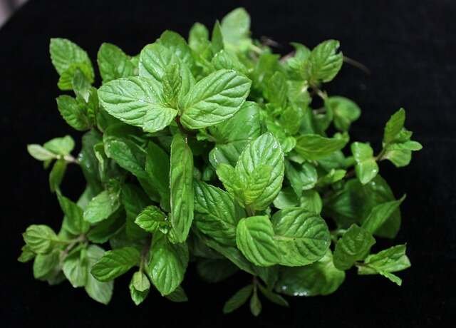 Fresh and Flavorful: Growing Mint Made Simple in Your Garden