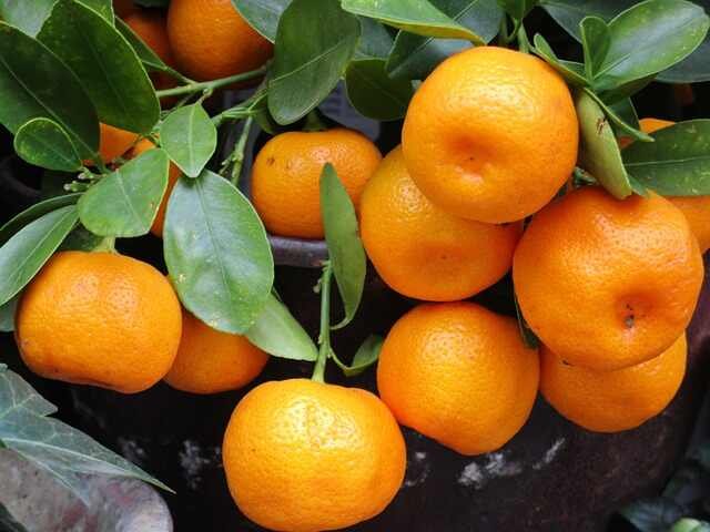 Frost-Resilient Citrus: 5 Varieties Thriving at 10 Degrees!-Mandarin Orange