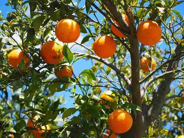 Frost-Resilient Citrus: 5 Varieties Thriving at 10 Degrees!