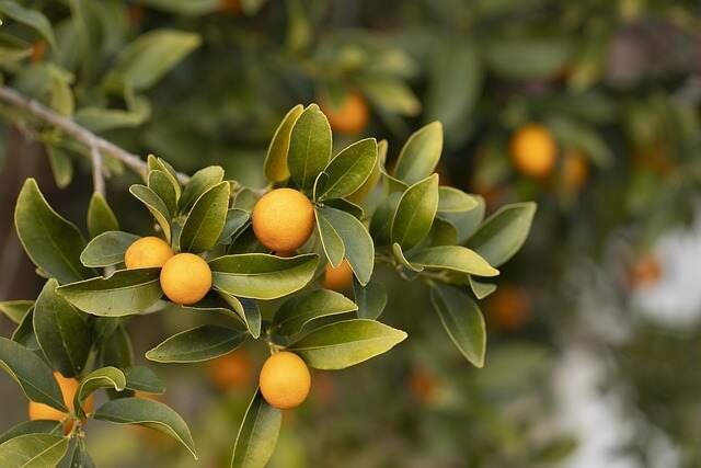 Frost-Resilient Citrus: 5 Varieties Thriving at 10 Degrees!-Satsuma