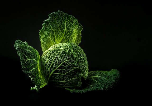 Growing Cabbage Sustainably