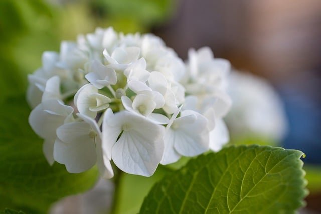 Growing Hydrangeas in Pots: A Complete Care Guide