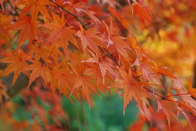 How To Grow Japanese Maples in Pots – Complete Care Guide- Japanese Maple