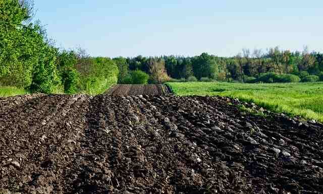 How to Naturally Adjust Your Soil pH