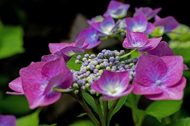 Growing Hydrangeas in Pots: A Complete Care Guide-Hydrangea Macrophylla