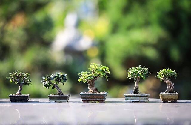 Miniature Wonders: The Science of Bonsai Trees