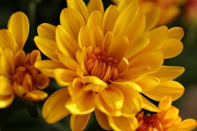 Mosquito-Repelling Plants That Naturally Keep Bugs at Bay-Chrysanthemums