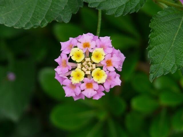 Mosquito-Repelling Plants That Naturally Keep Bugs at Bay-Lantana