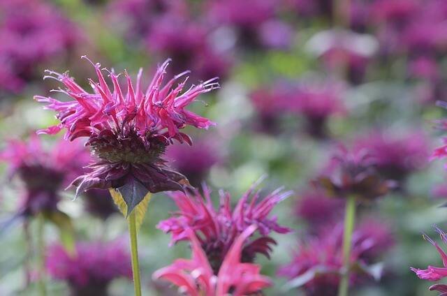 Mosquito-Repelling Plants That Naturally Keep Bugs at Bay-Bee Balm