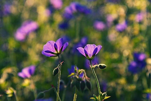 Mosquito-Repelling Plants That Naturally Keep Bugs at Bay