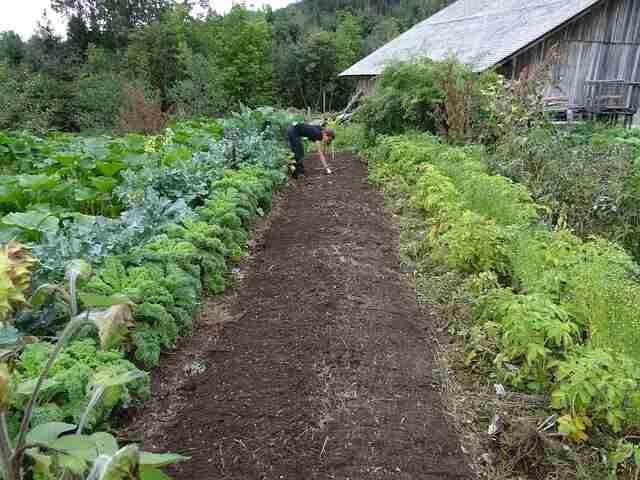 Optimal Intercropping Strategies for Successful Gardens