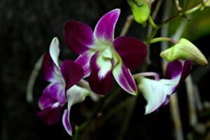 Orchid Care Orchid Care