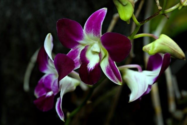 Orchid Care-Orchid