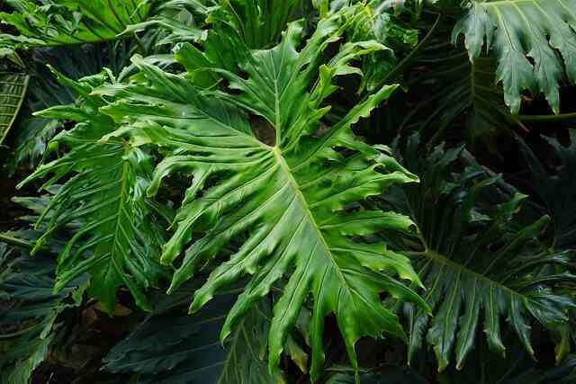 Philodendron Billietiae Care Guide