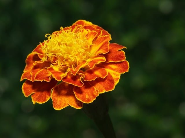 Potent Plants to Keep Snakes at Bay in Your Garden-Marigold