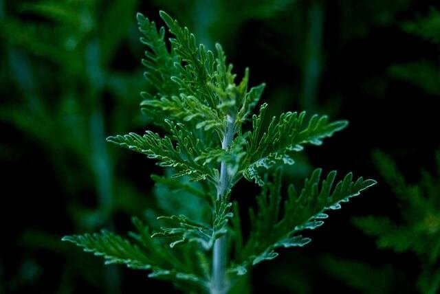 Potent Plants to Keep Snakes at Bay in Your Garden-Mugwort