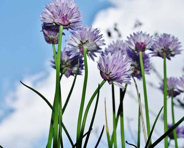 Potent Plants to Keep Snakes at Bay in Your Garden