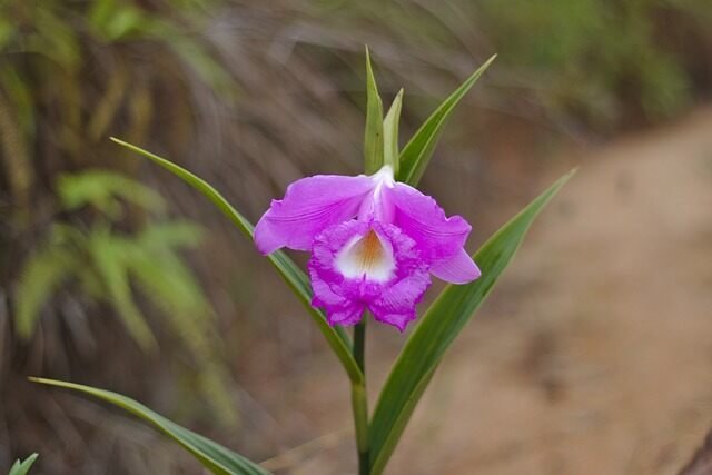 Rescuing Your Orchid: What to Do When It Falls Out of Its Pot-Orchid 1