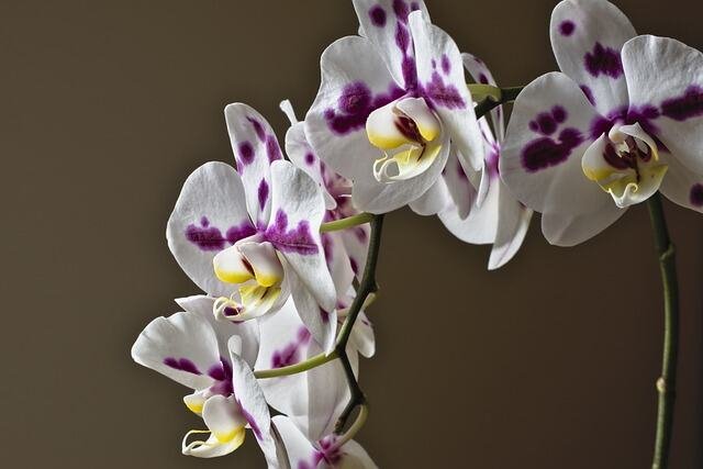 Rescuing Your Orchid: What to Do When It Falls Out of Its Pot