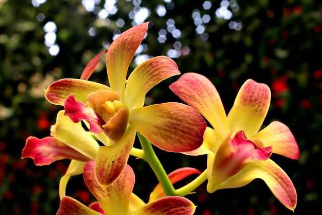 Rescuing Your Orchid: What to Do When It Falls Out of Its Pot- Orchid 2