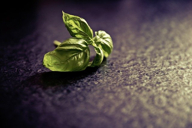 Saving a Wilted Basil Plant