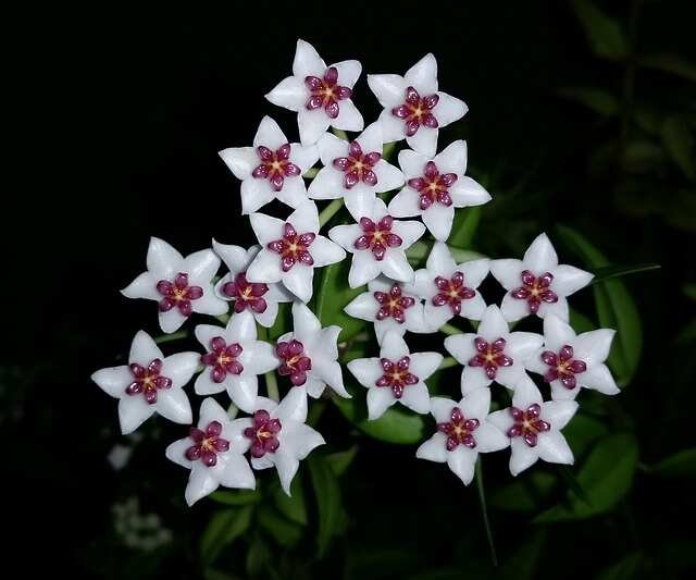 Succulent Splendor-Hoya