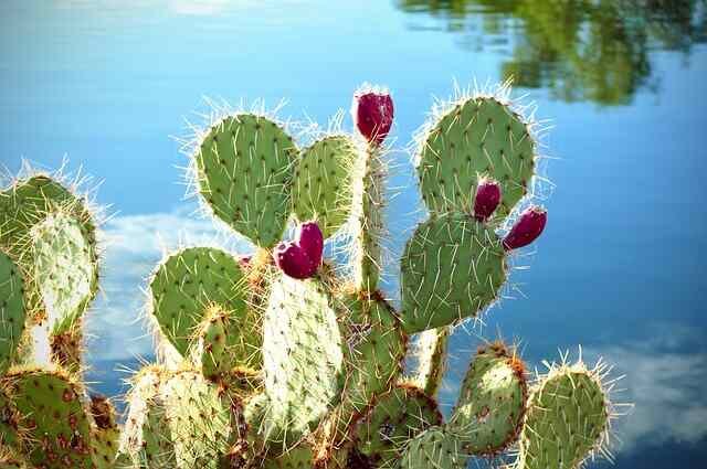 Succulent Splendor-Prickly Pear Cactus