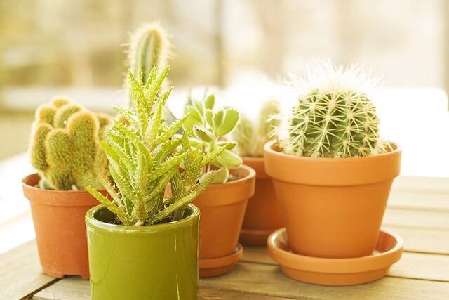 The Silent Plant Killer: Unveiling the Culprit in Your Kitchen