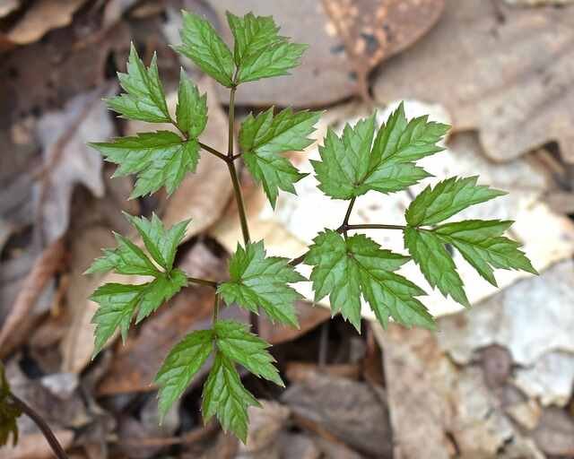 Top Herbs for Growing in Partial Shade -Dark Cohosh