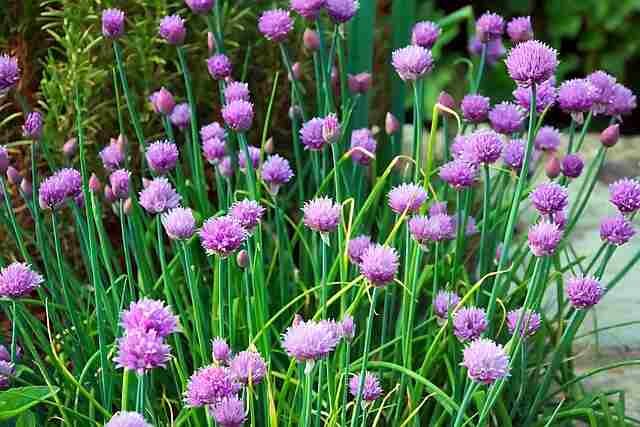 Top Herbs for Growing in Partial Shade -Chives