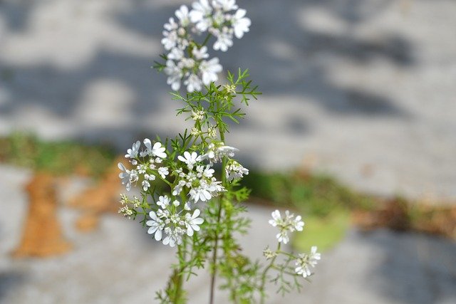 Top Herbs for Growing in Partial Shade -Cilantro