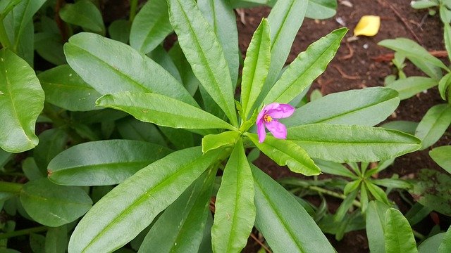 Top Herbs for Growing in Partial Shade -American Ginseng