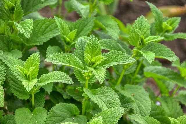 Top Herbs for Growing in Partial Shade -Lemon Balm